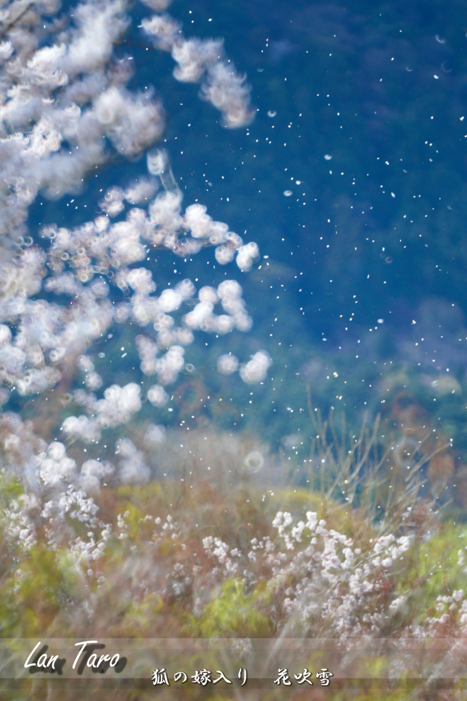 狐の嫁入り　花吹雪