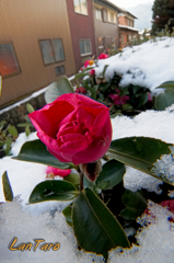 我が家の裏　雪景色