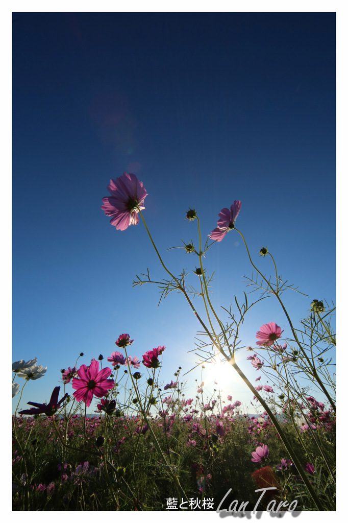 藍と秋桜