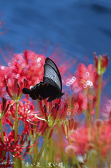 赤い花　黒い蝶