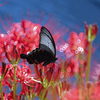 赤い花　黒い蝶