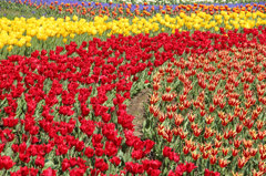 春～木曾三川公園～チューリップ