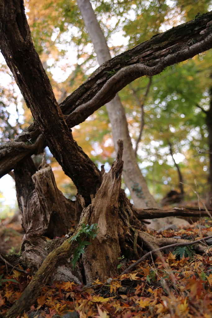 倒木達の秋