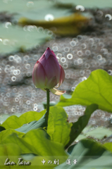 申の刻　蓮華