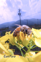 ミツバチは春が大好き！