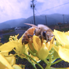ミツバチは春が大好き！