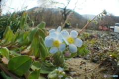 キュウリ草　ムラサキ科