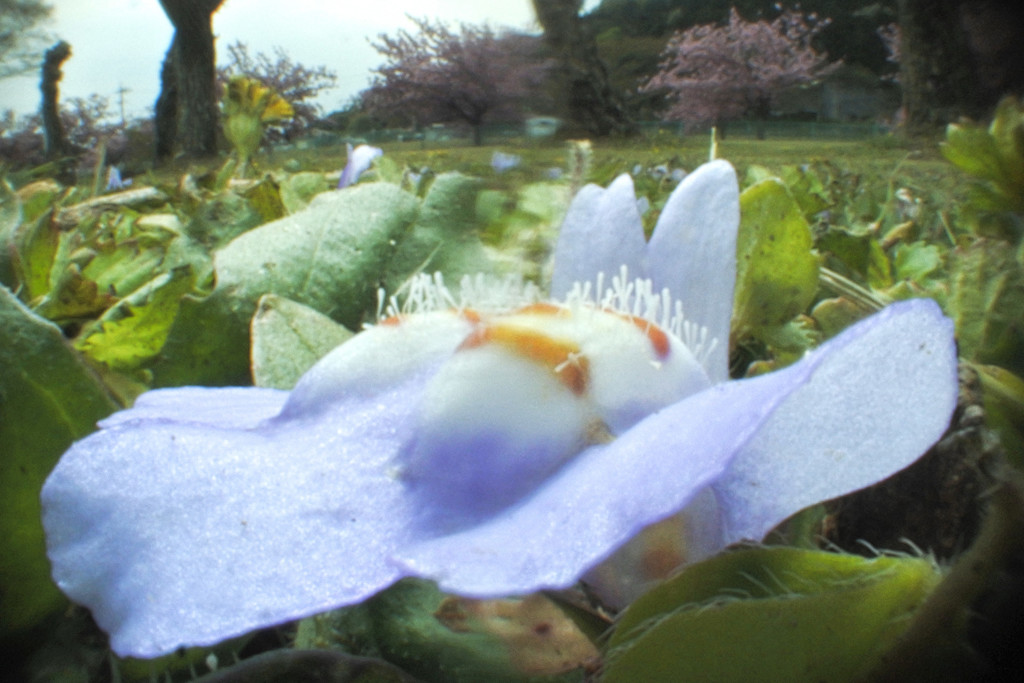 ムラサキコケ