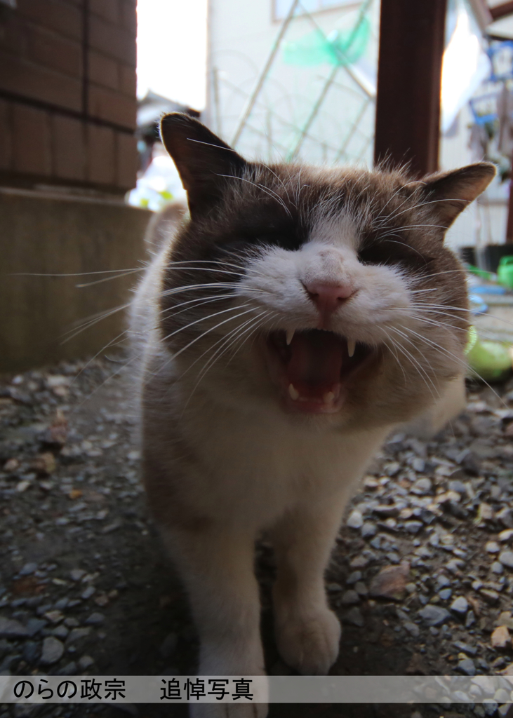 のらの政宗　追悼
