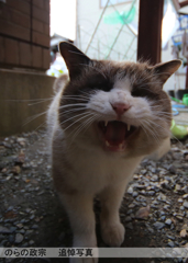 のらの政宗　追悼