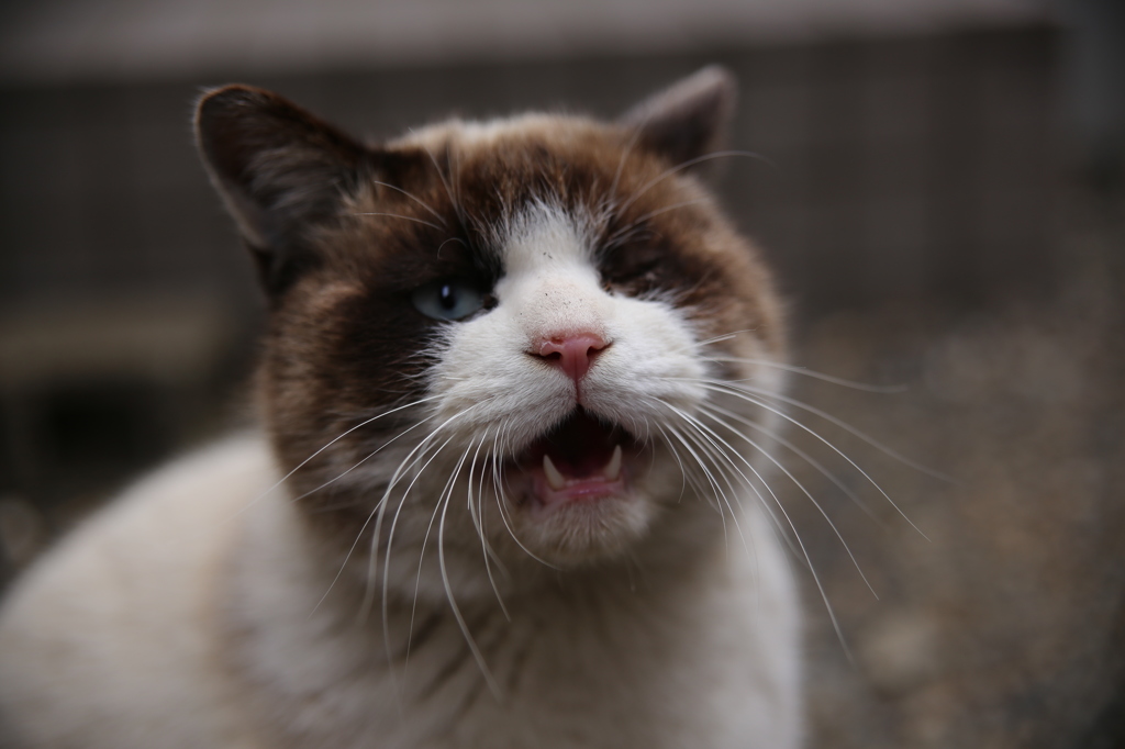 のら猫～政宗
