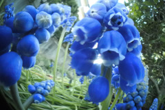 ムスカリの森