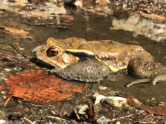 養老山・大洞谷の主　ガマガエル