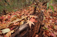 倒木達の秋