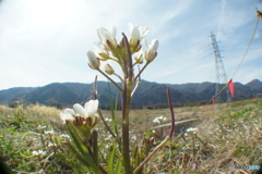 養老山麓の田んぼに生えるタネツケバナ