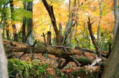 倒木達の紅葉