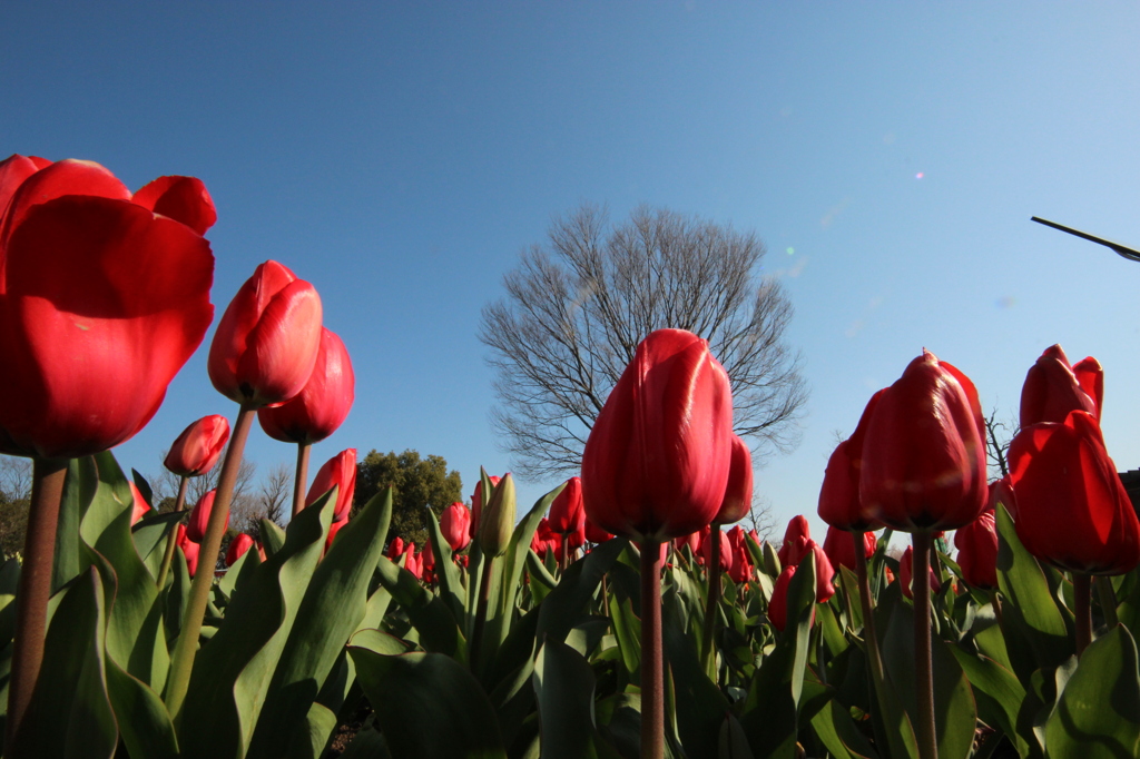 春～木曾三川公園～チューリップ