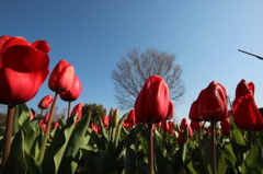 春～木曾三川公園～チューリップ