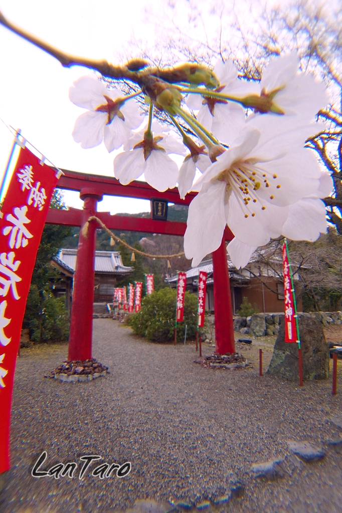 赤岩神社鳥居