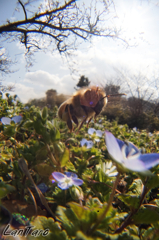春～梅林の足元　ミツバチの飛翔