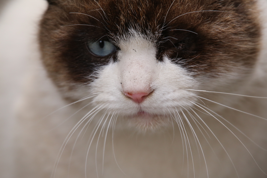 野良猫～政宗