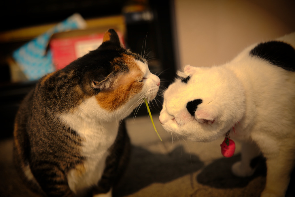 こいっぁ～ただの癖ってもんで