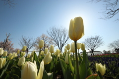 春～木曾三川～チューリップⅡ