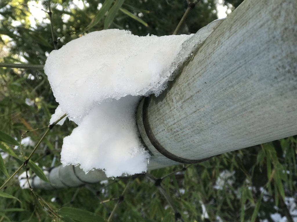 不思議な森、雪に耐える竹