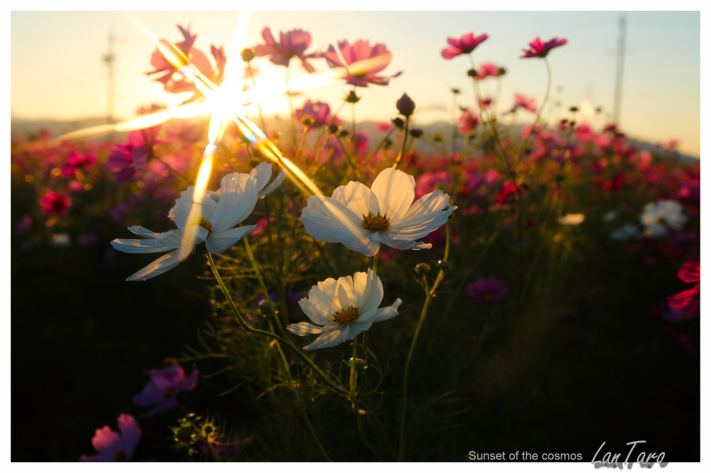 Sunset of the cosmos