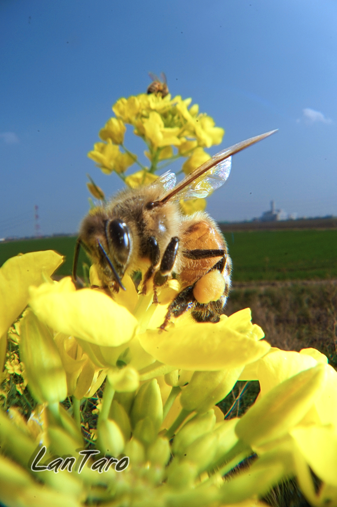 やっぱり菜の花の蜜は最高！