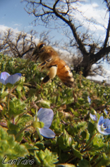 春～梅林の足元　ミツバチ