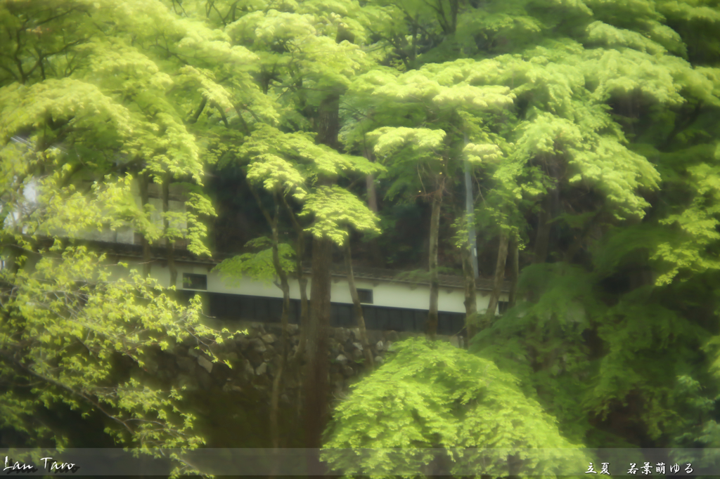 立夏　若葉萌ゆる