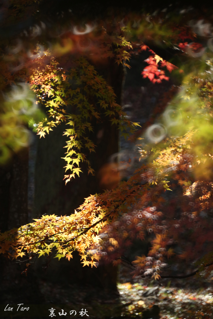 裏山の秋