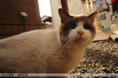 のらの政宗　追悼
