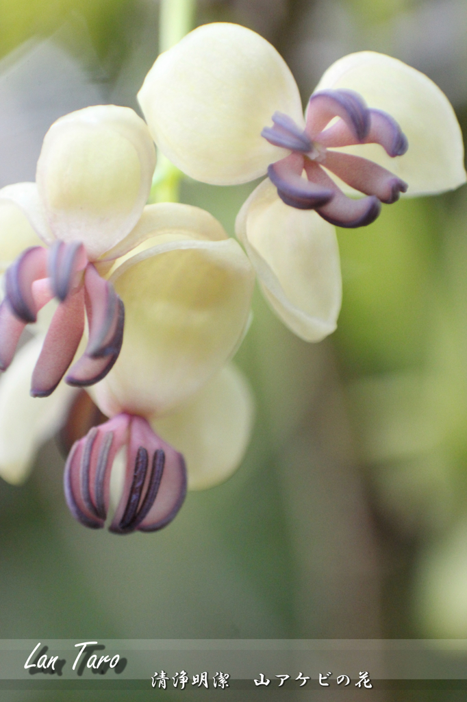 アケビの花