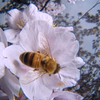 桜に恋してる。