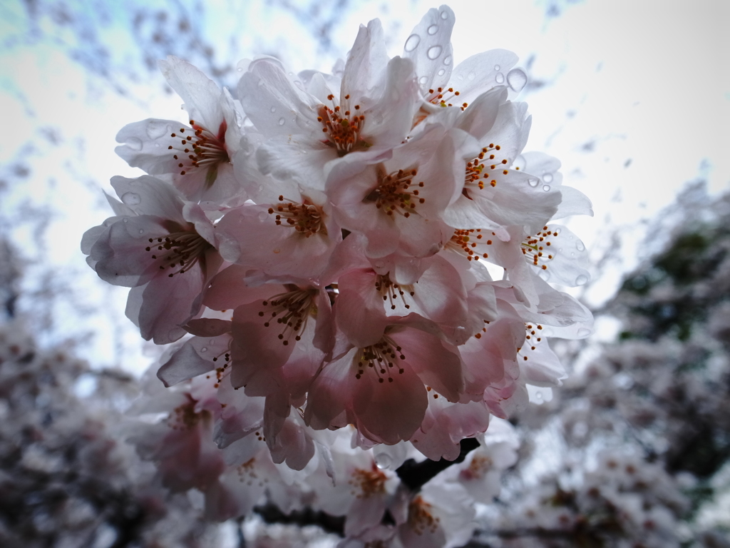 桜