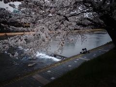 鴨川と桜