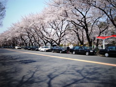 名古屋城公園