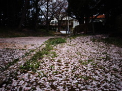 桜道？