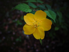 一輪の花