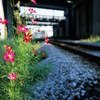 It blooms along the railroad -Ⅱ-