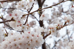 sakura