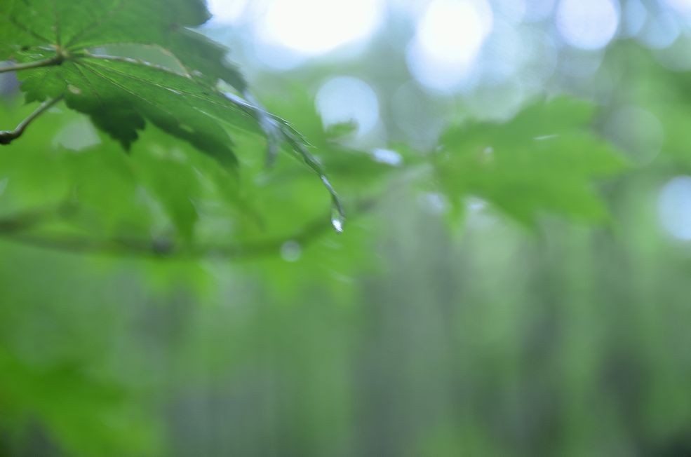 雨上がり