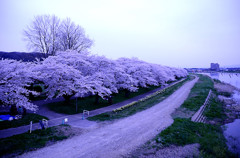 sakura