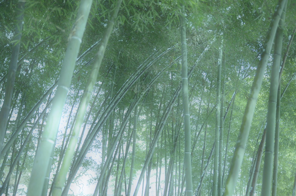竹林