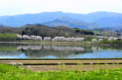 sakura