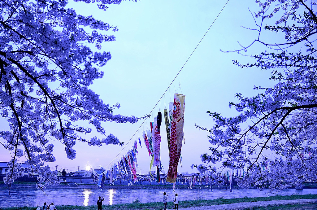 sakura