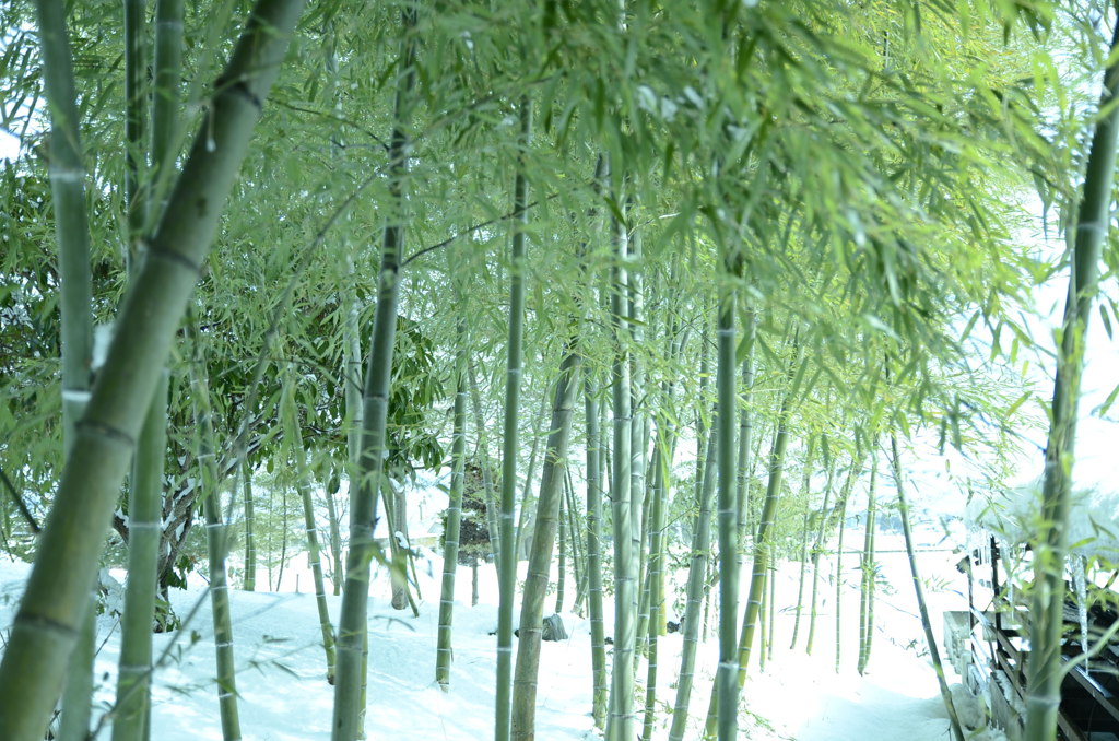 竹林
