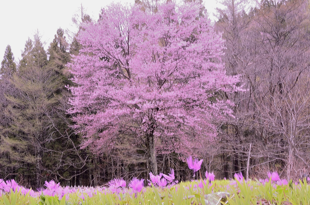 sakura